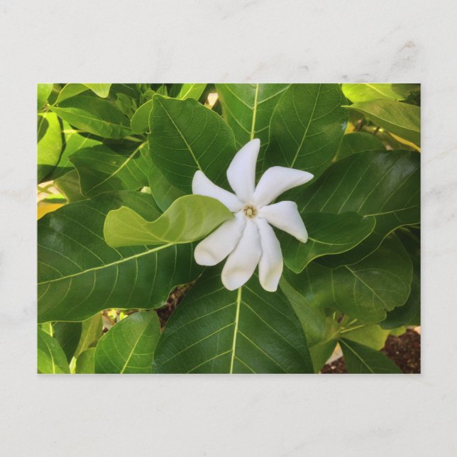 Hawaiian Pikake Jasmine Blossom Postkarte (Vorderseite)