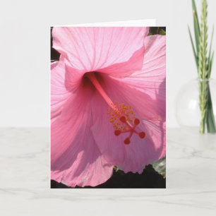Hawaiian Pink Hibiskus Foto für Kunst