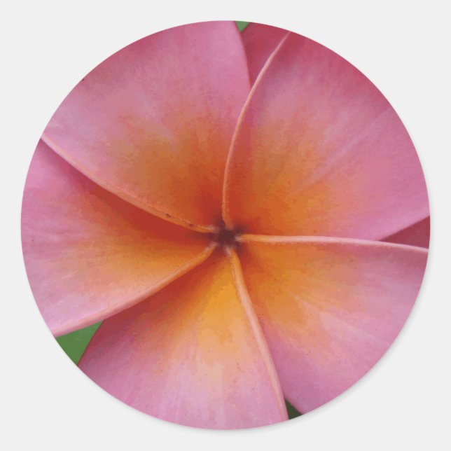 Hawaiian Pink Plumeria Frangipani Tropische Blume Runder Aufkleber (Vorderseite)