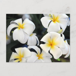 Hawaiian Plumeria Cascade Postcard Postkarte