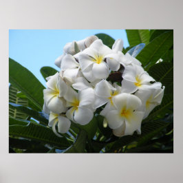 Hawaiian Plumeria Poster