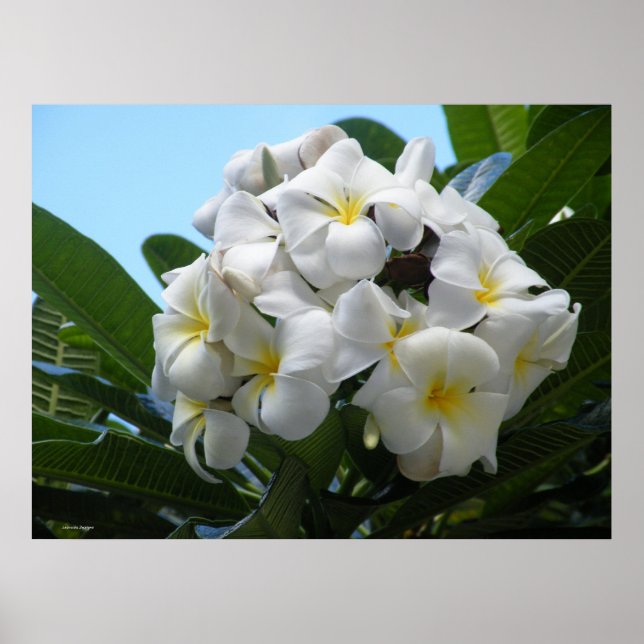 Hawaiian Plumeria Poster (Vorne)