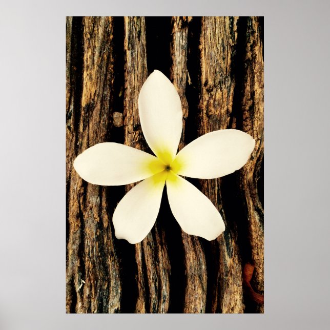 Hawaiian Plumeria Statement Piece Poster (Vorne)