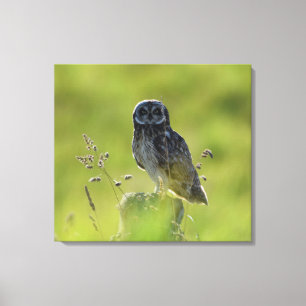 Hawaiian Pueo Leinwanddruck