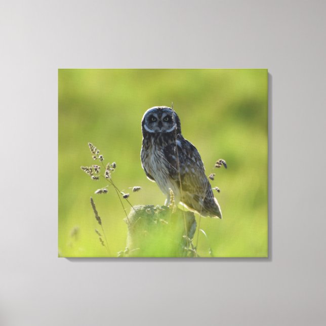 Hawaiian Pueo Leinwanddruck (Vorderseite)