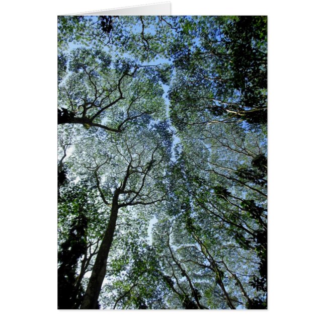 Hawaiian Rain Forest Canopy (Vorne)