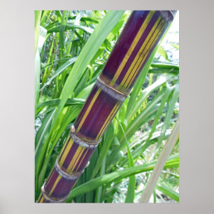 Hawaiian Sugar Cane Poster