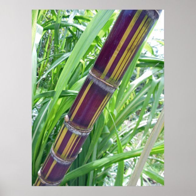 Hawaiian Sugar Cane Poster (Vorne)