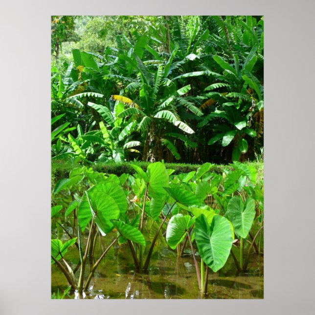 Hawaiian Taro Patch Poster (Vorne)