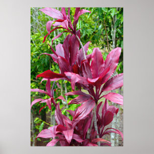 Hawaiian Ti Pflanze Poster