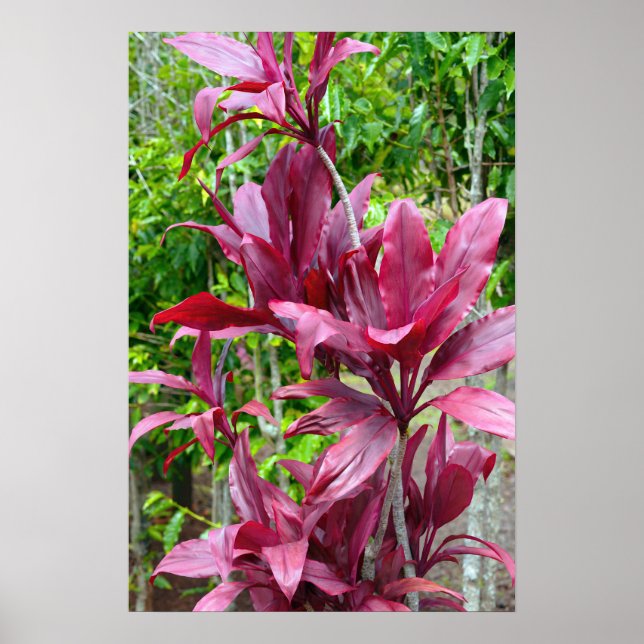Hawaiian Ti Pflanze Poster (Vorne)
