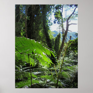 Hawaiian Tree Ferns Poster