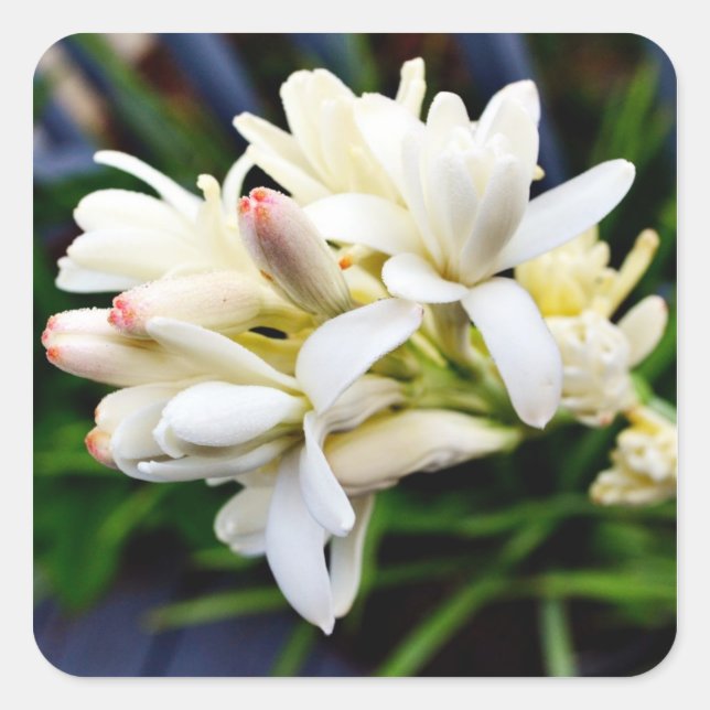 Hawaiian Tuberose Cluster Quadratischer Aufkleber (Vorderseite)