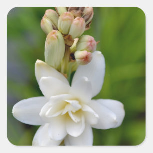 Hawaiian Tuberose Quadratischer Aufkleber