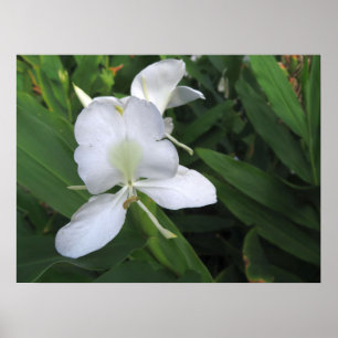 Hawaiian White Ginger Blume Poster