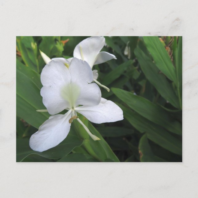 Hawaiian White Ginger Blume Postkarte (Vorderseite)