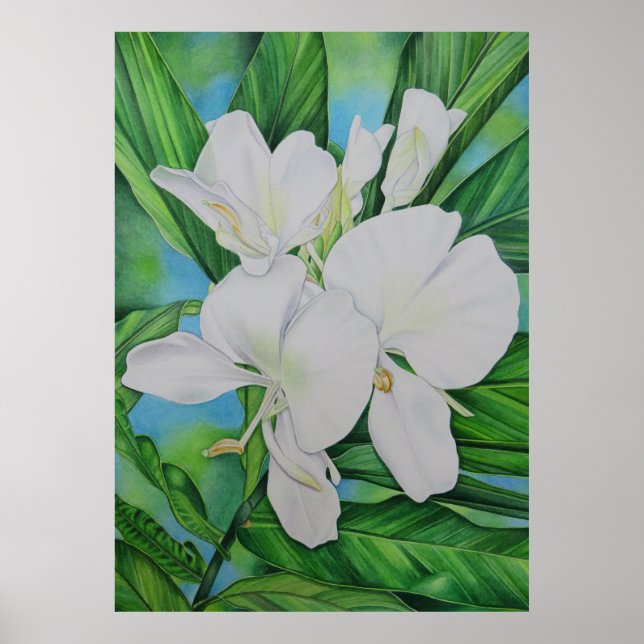Hawaiian White Ginger Poster (Vorne)