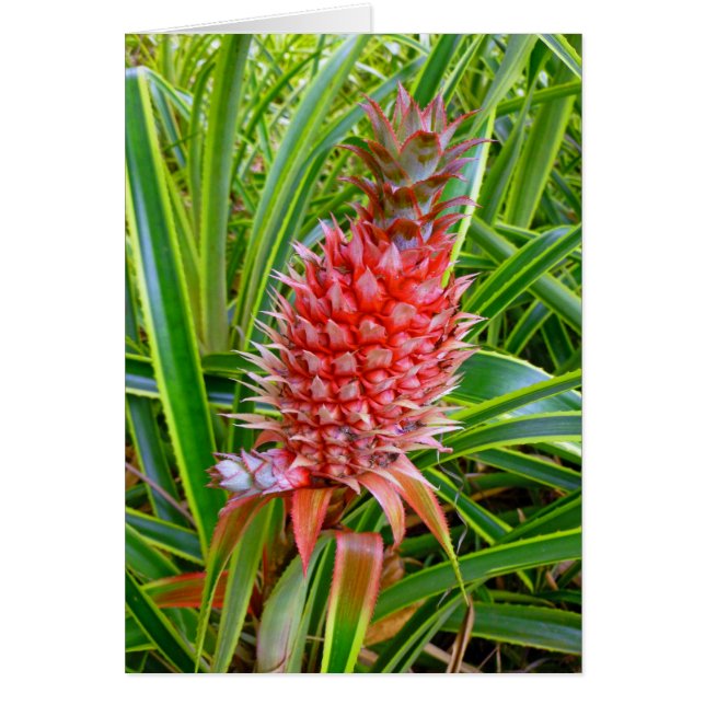 Hawaiianische Ananas (Vorne)
