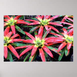 Hawaiianische Blume Poster