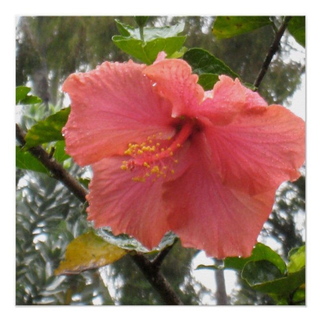 Hawaiianische Blume Poster (Vorderseite)