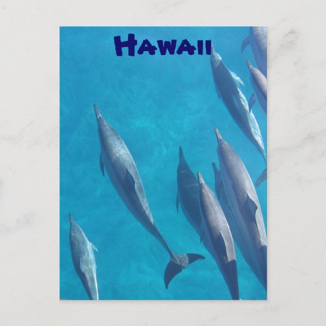 Hawaiianische Delphine Postkarte (Vorderseite)