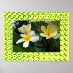 Hawaiianische Frangipani Blütenblüten Plumerias Poster