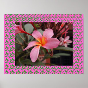 Hawaiianische Frangipani Blütenblüten Plumerias Poster