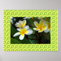 Hawaiianische Frangipani Glückselige Blüten Plumer