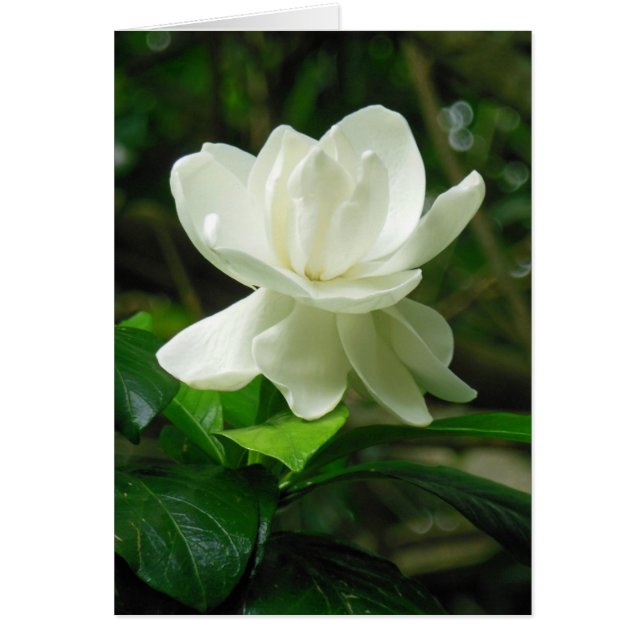 Hawaiianische Gardenie (Vorne)