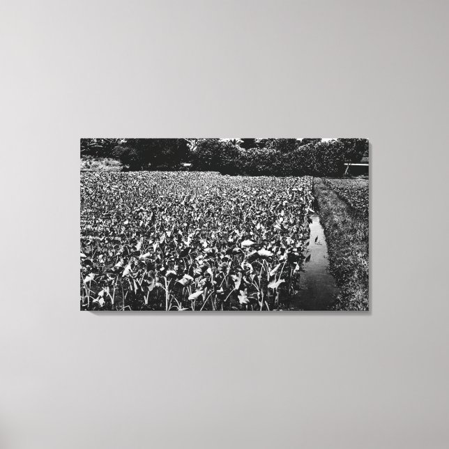 Hawaiianische InselnTaro-FeldfotografieHawaii Leinwanddruck (Vorderseite)