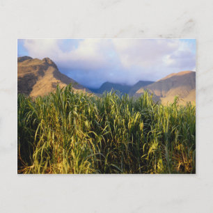 Hawaiianische Landschaft Postkarte