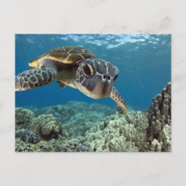 Hawaiianische Meeresschildkröte Postkarte