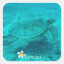 Hawaiianische Meeresschildkröte