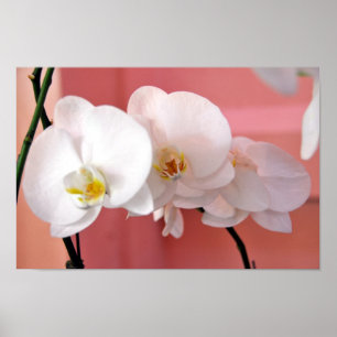 Hawaiianische Orchideen Nummer drei Print Poster