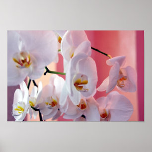 Hawaiianische Orchideen Nummer vier Poster