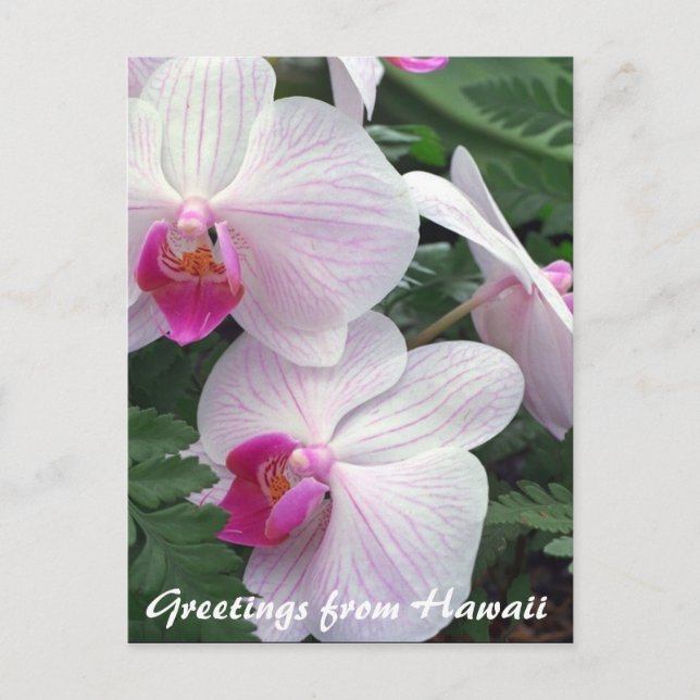 Hawaiianische Orchideen Postkarte (Vorderseite)