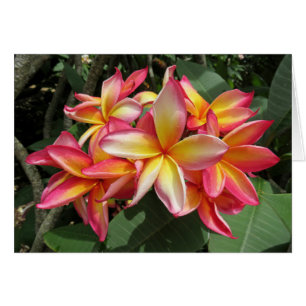 Hawaiianische Plumeria