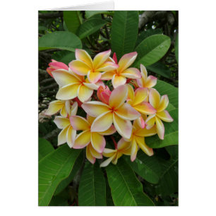 Hawaiianische Plumeria