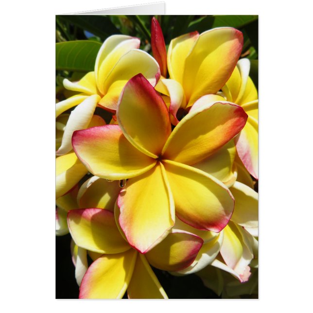 Hawaiianische Plumeria (Vorne)