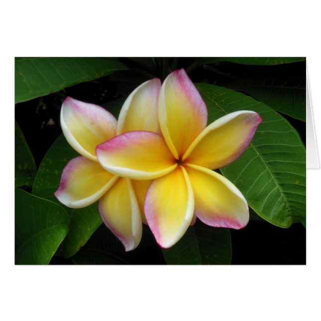 Hawaiianische Plumeria (Vorderseite (Horizontal))