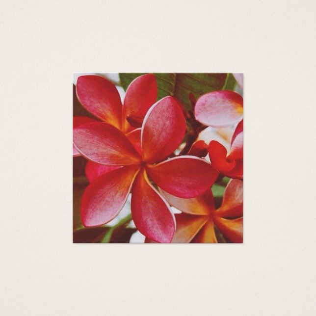 Hawaiianische Plumeria (Vorderseite)