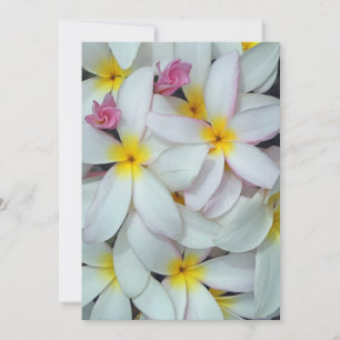 Hawaiianische Plumeria