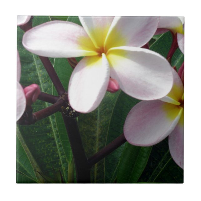 Hawaiianische Plumeria-Blume Fliese (Vorderseite)