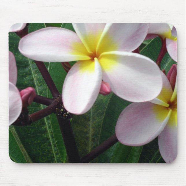 Hawaiianische Plumeria Blume Mousepad (Vorne)