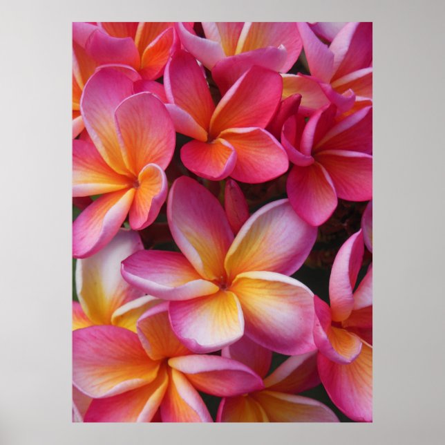 Hawaiianische Plumeria Poster (Vorne)