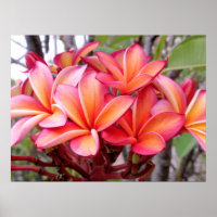 Hawaiianische Plumeria