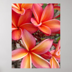 Hawaiianische Plumeria Poster