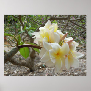 Hawaiianische Plumeria Poster