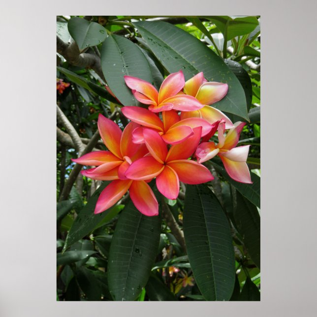 Hawaiianische Plumeria Poster (Vorne)