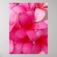 Hawaiianische Plumeria